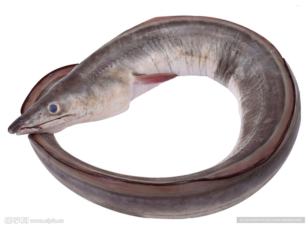 整只大青鰻魚