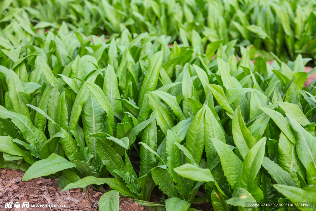 油麦菜 油麦 蔬菜大棚 大棚种