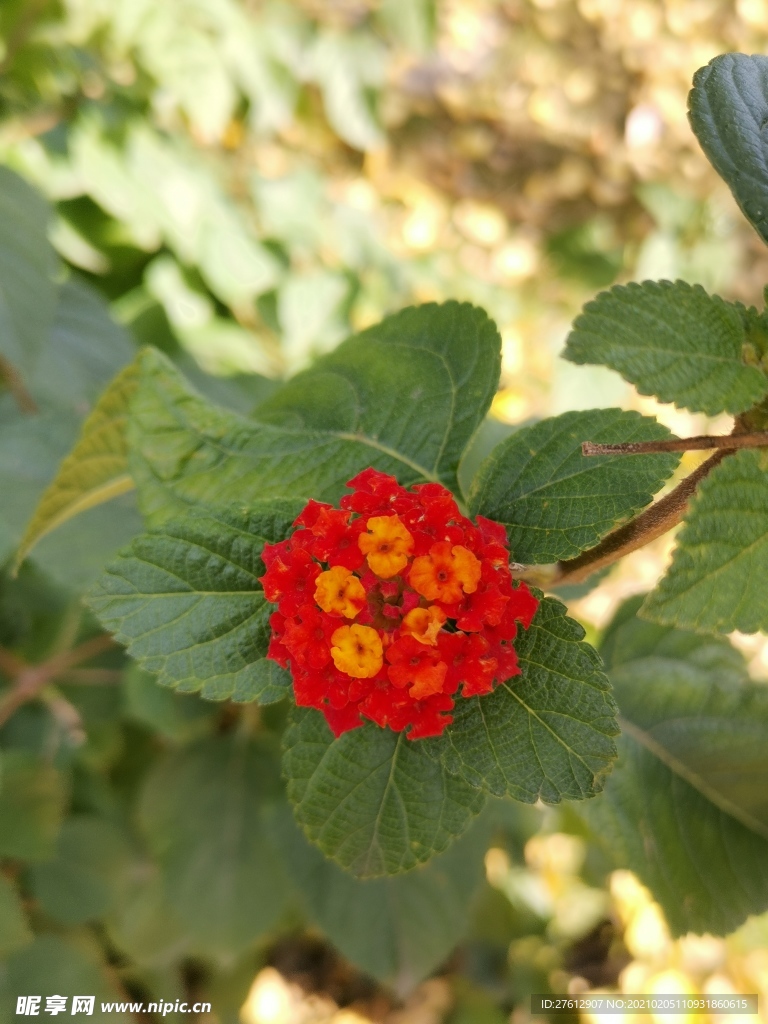 花