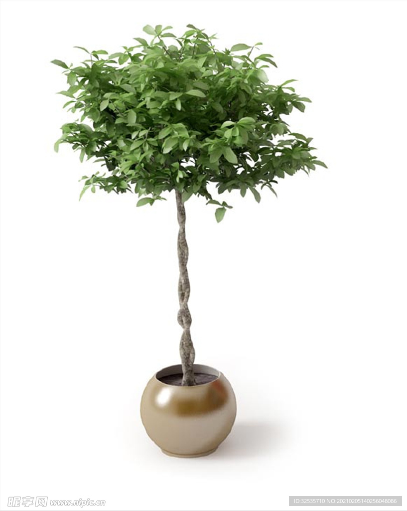 白蘭