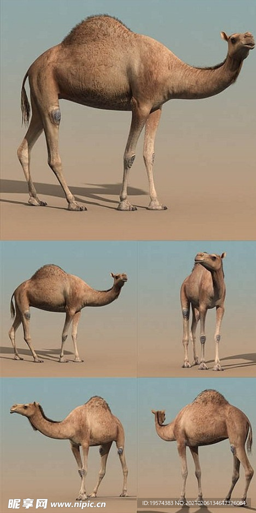 3dmax模型駱駝