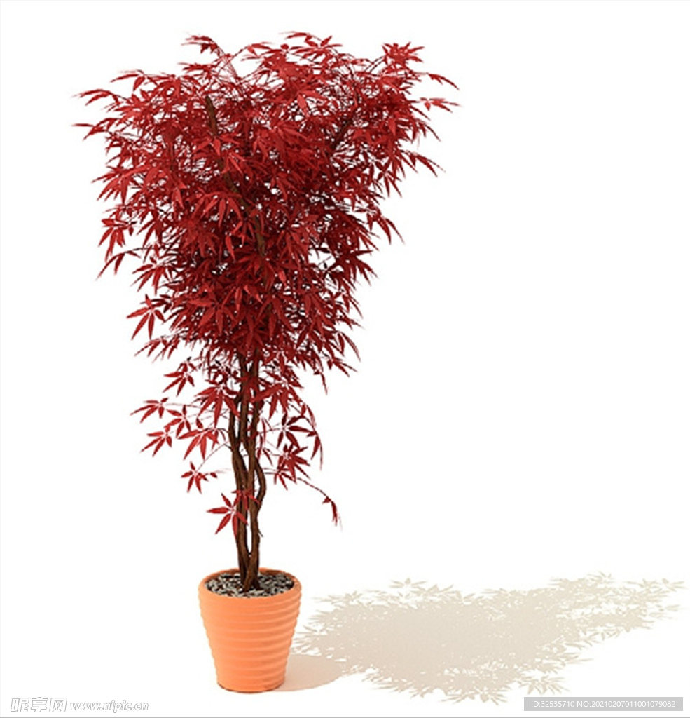 紅毛竹