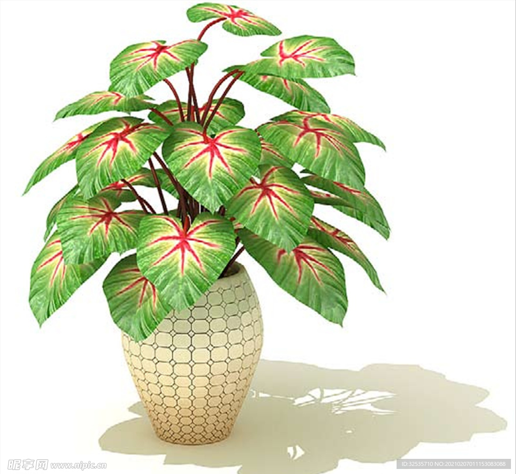 五彩芋