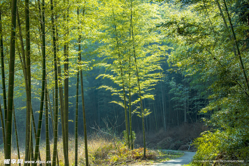 竹林