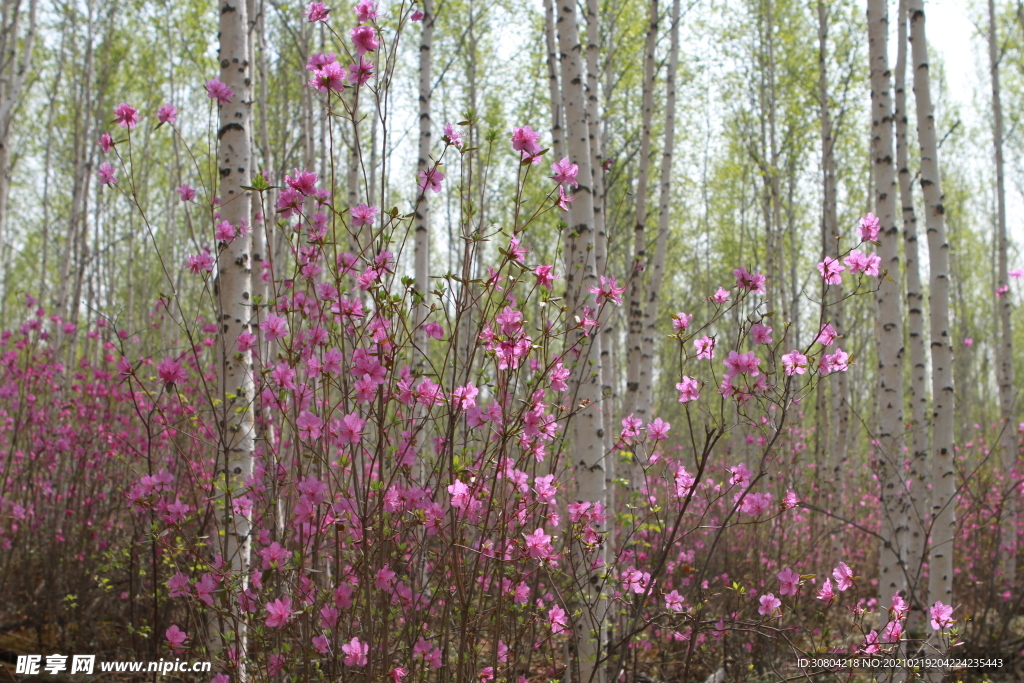 野生杜鵑花