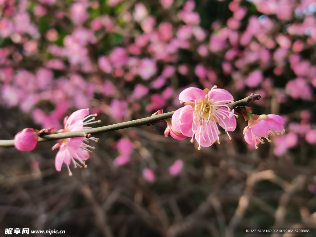櫻花