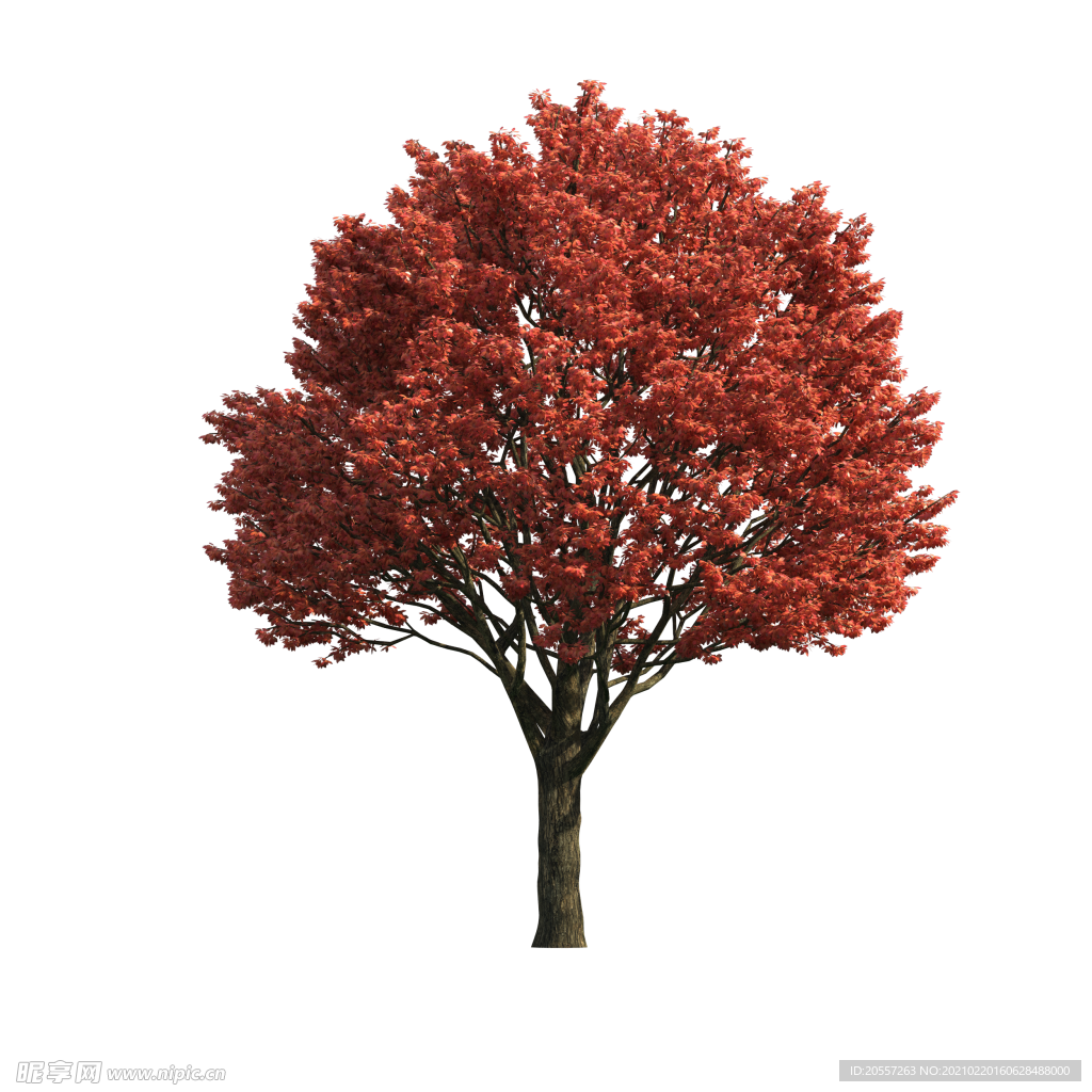 花樹