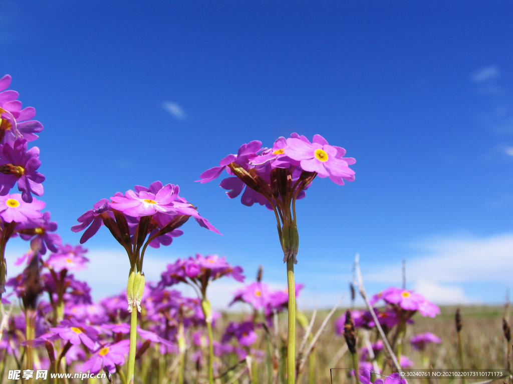 水晶晶花