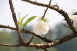 春天白色桃花