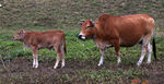 小牛和牛妈妈