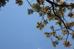 香椿 树枝