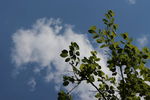 树枝 蓝天 白云