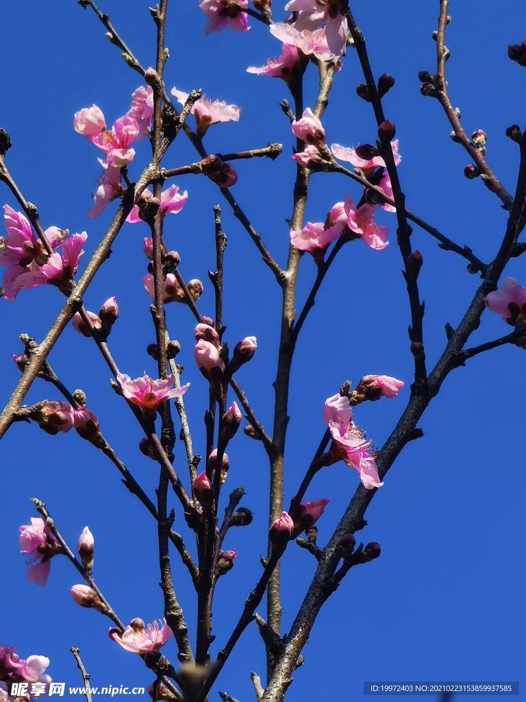 桃花