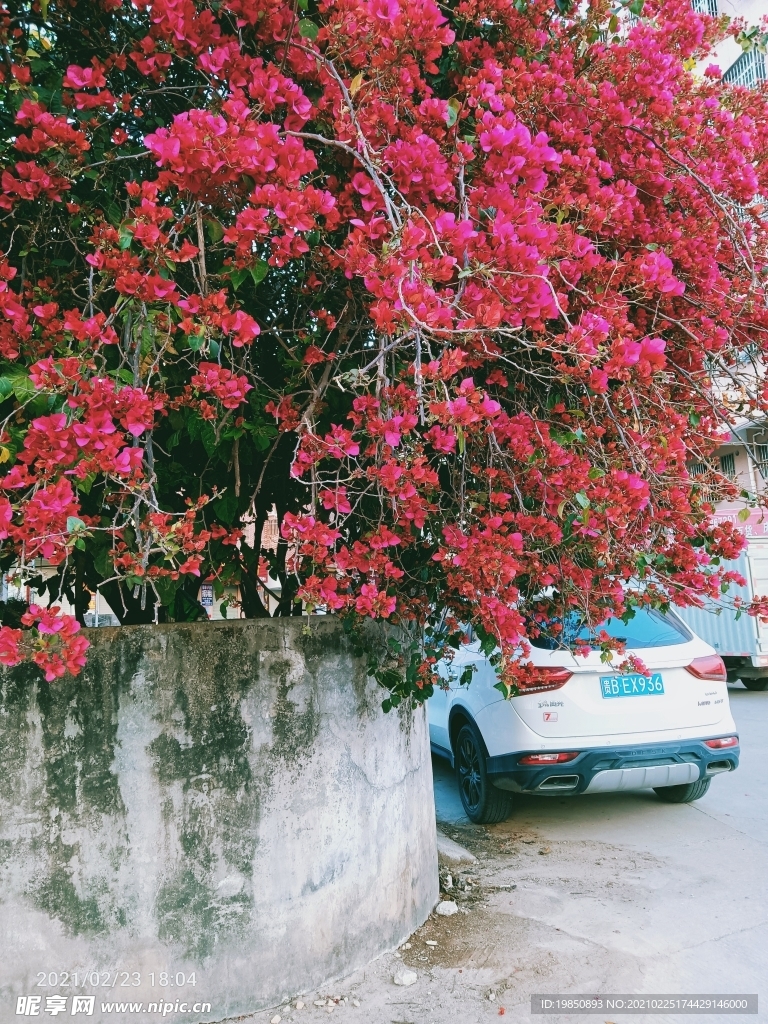 梅花 六角梅
