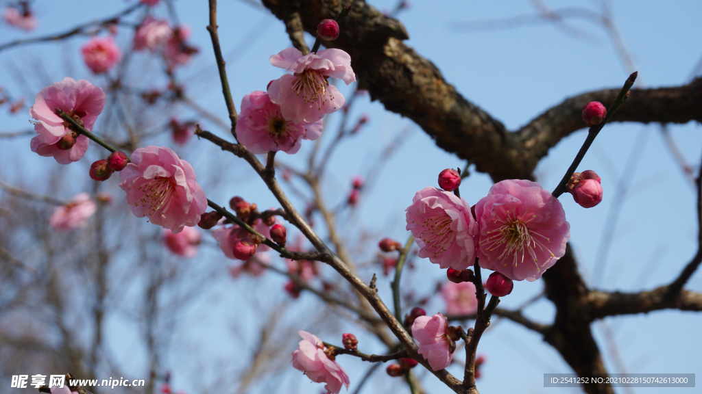 臘梅花