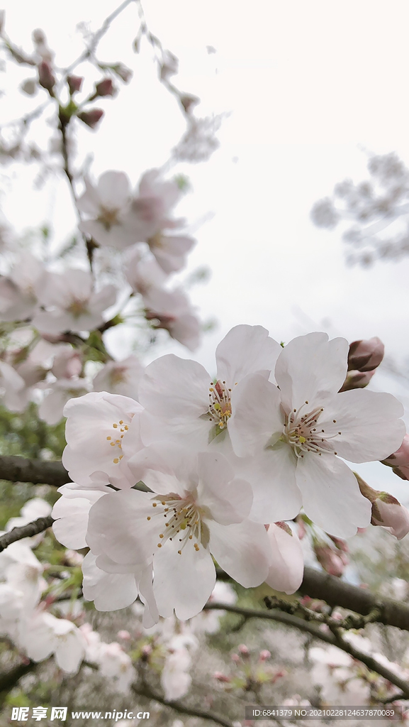 櫻花