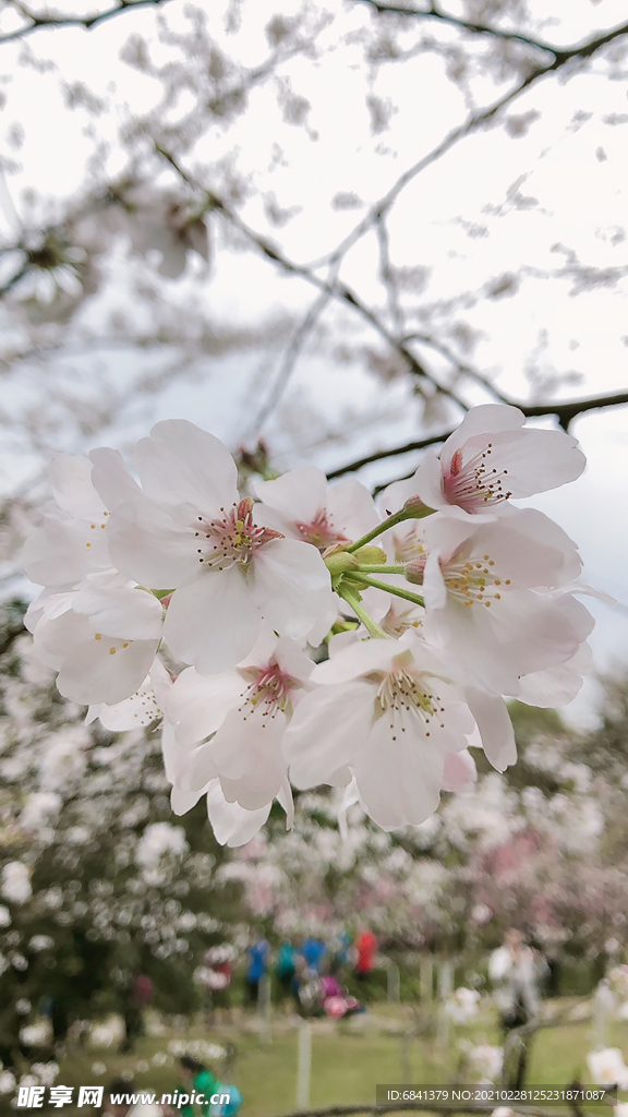 櫻花