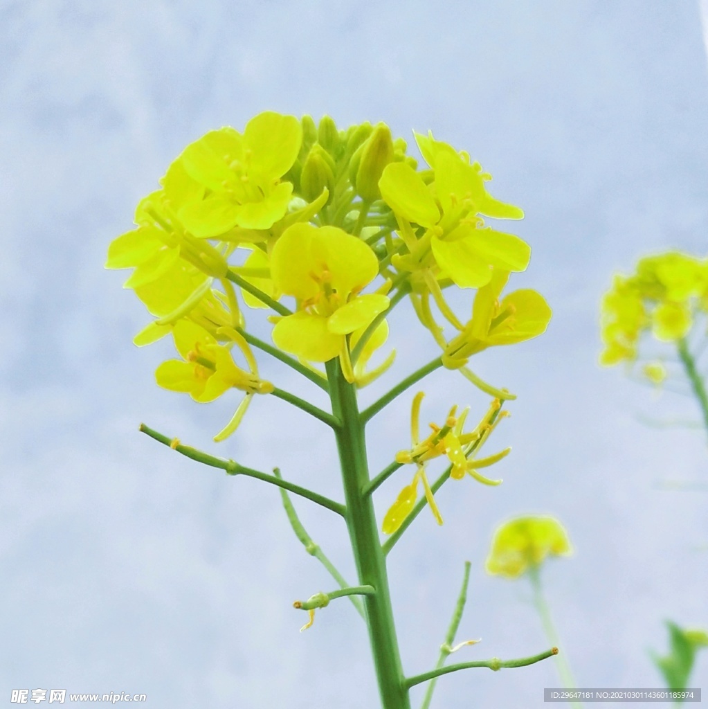 油菜花 花朵