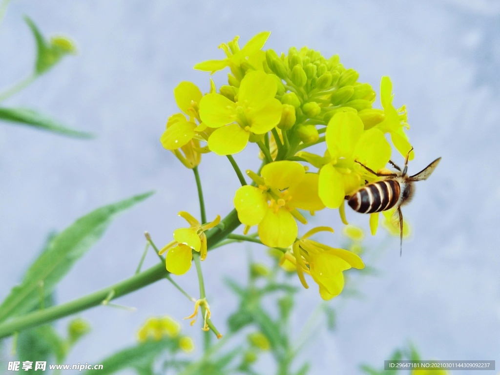 油菜花