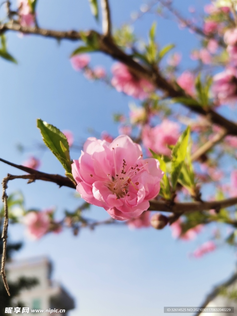 桃花