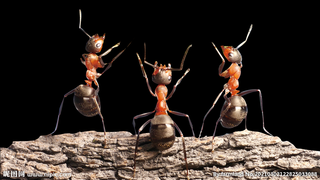 团队蚂蚁精神
