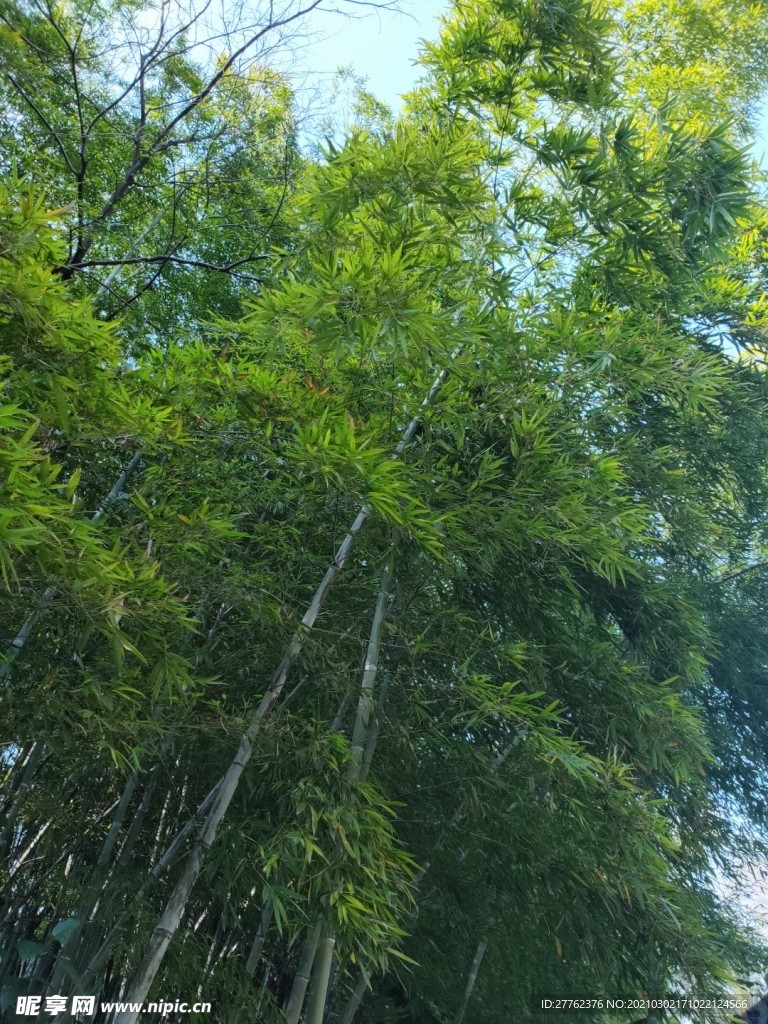 竹