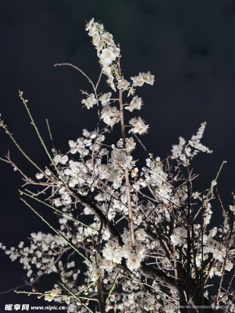 梅花