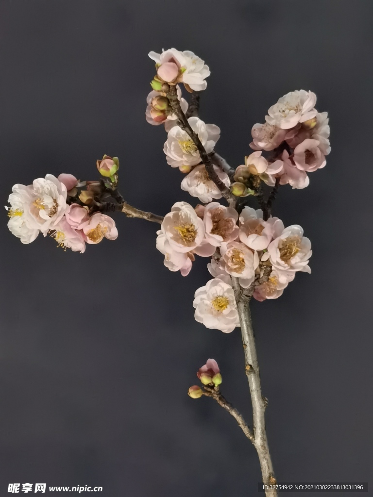 梅花