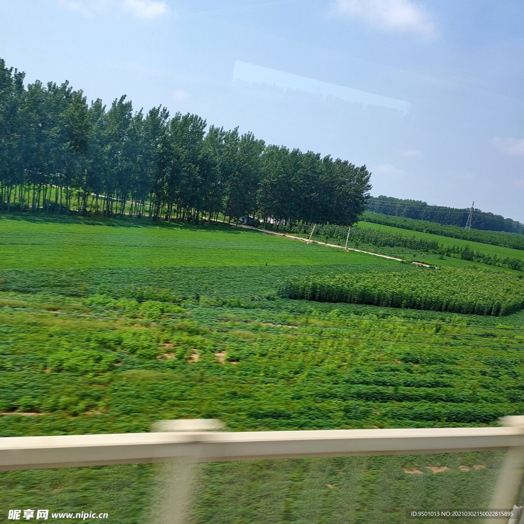 綠色草地