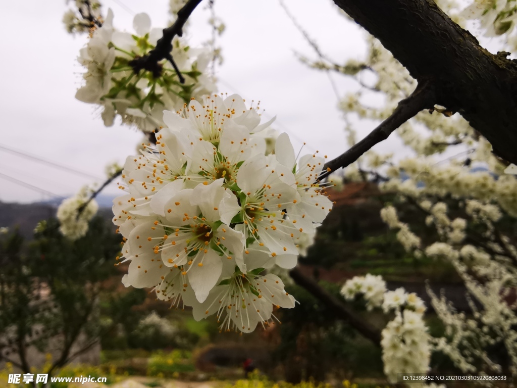 樹枝上的梨花攝影美圖