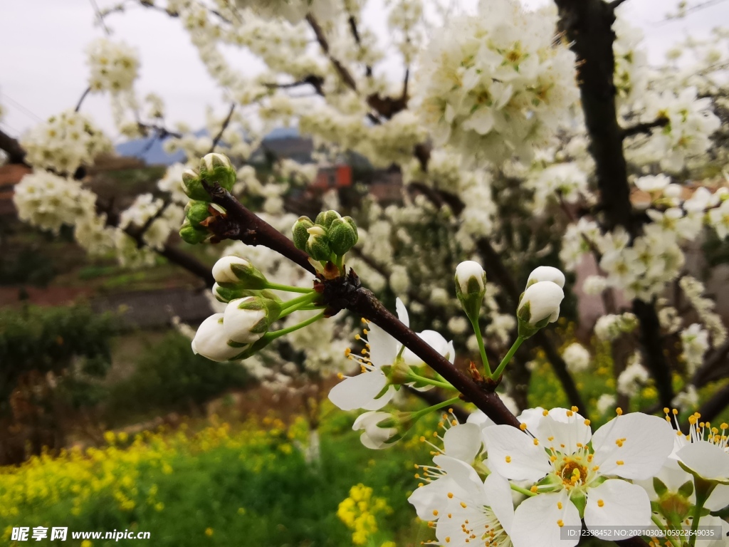 樹枝上的梨花攝影美圖