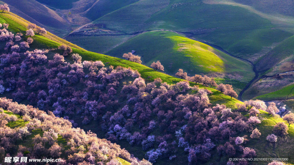 山花爛漫