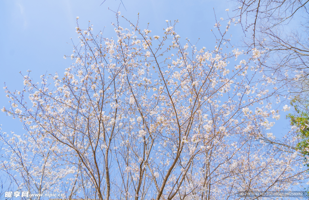 高清蓝天下的白色樱花摄影图
