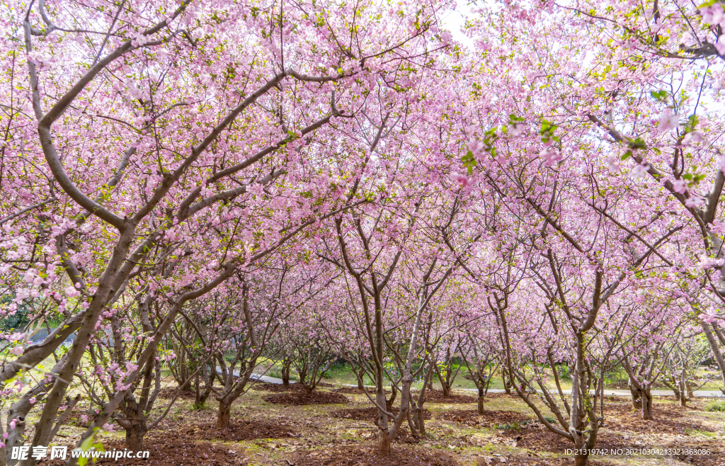 大片粉色樱花林摄影图