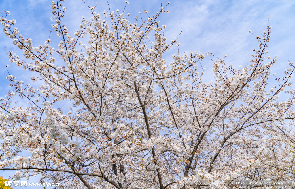 蓝天下的樱花树拍摄图