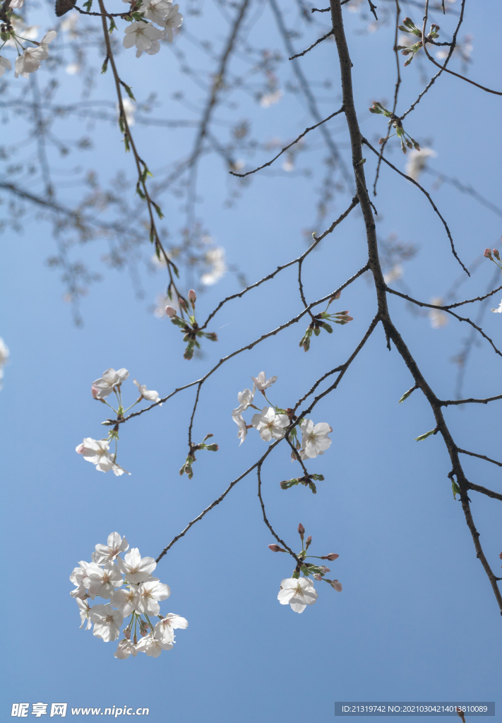 树枝上白色的樱花特写