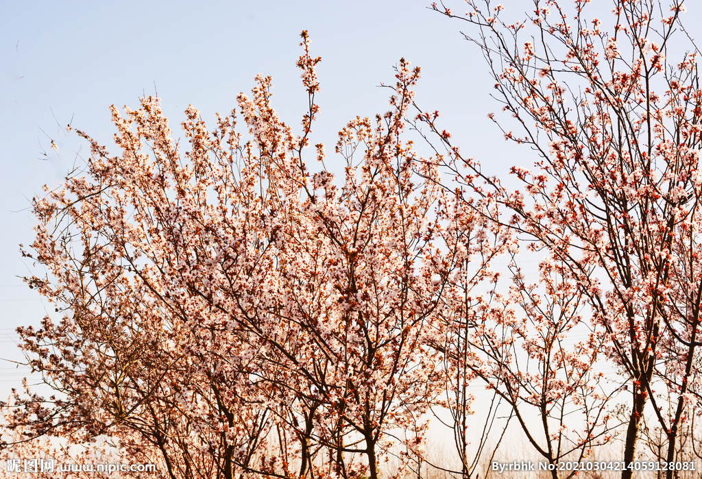 樱花树拍摄图