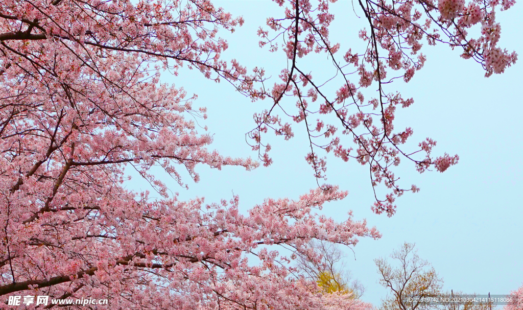 浪漫粉色樱花摄影图