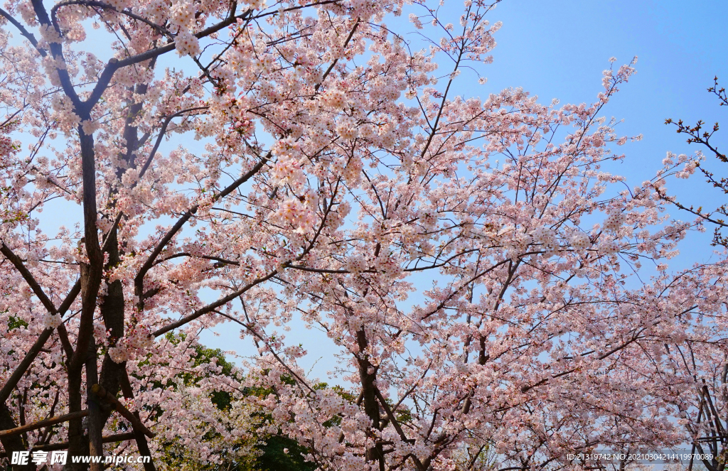 粉色樱花书摄影图