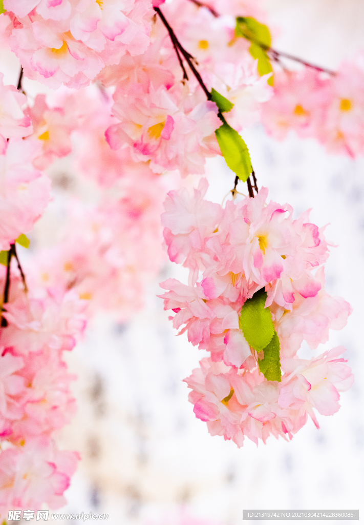 粉色樱花近景拍摄
