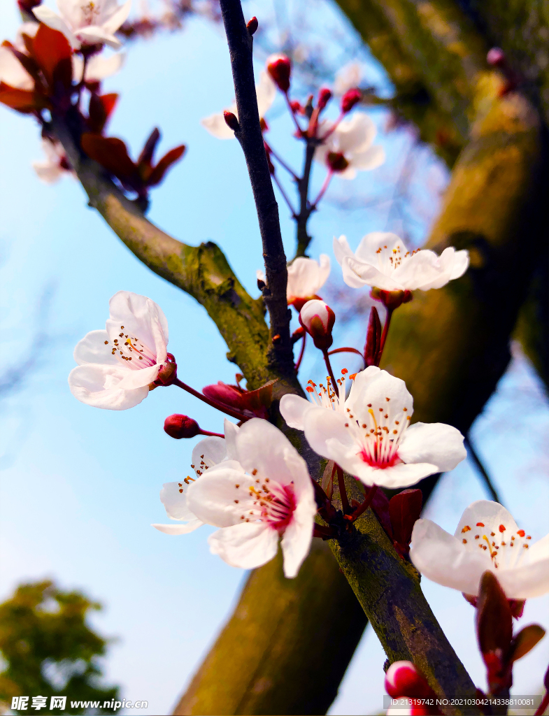 景物拍摄初春的红叶樱花摄影