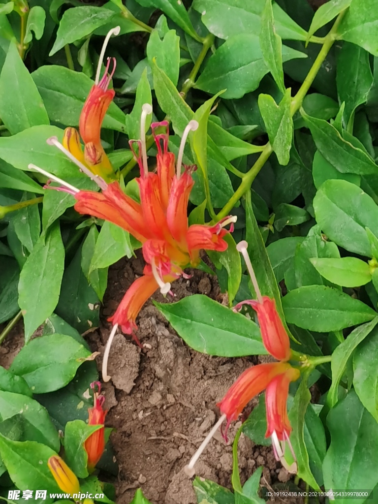 芒毛苣苔