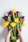 国际妇女节的春季郁金香花束的手