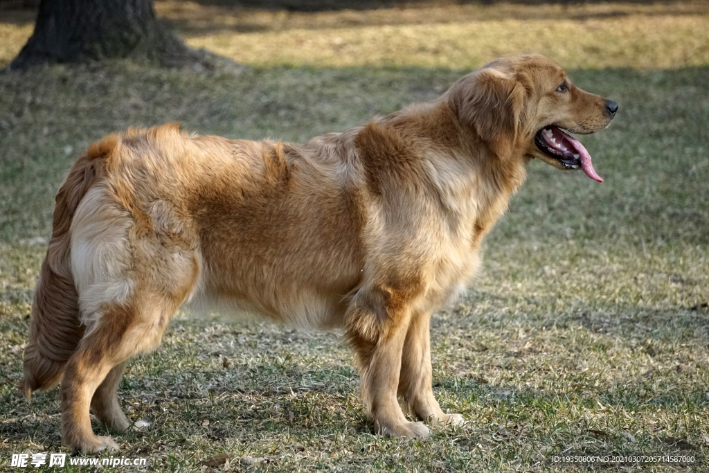 草坪上的宠物狗金毛犬
