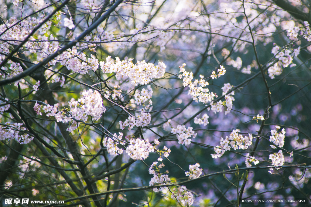櫻花