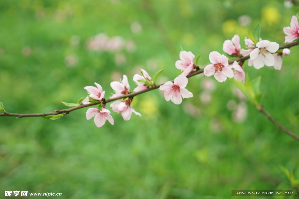 梅花