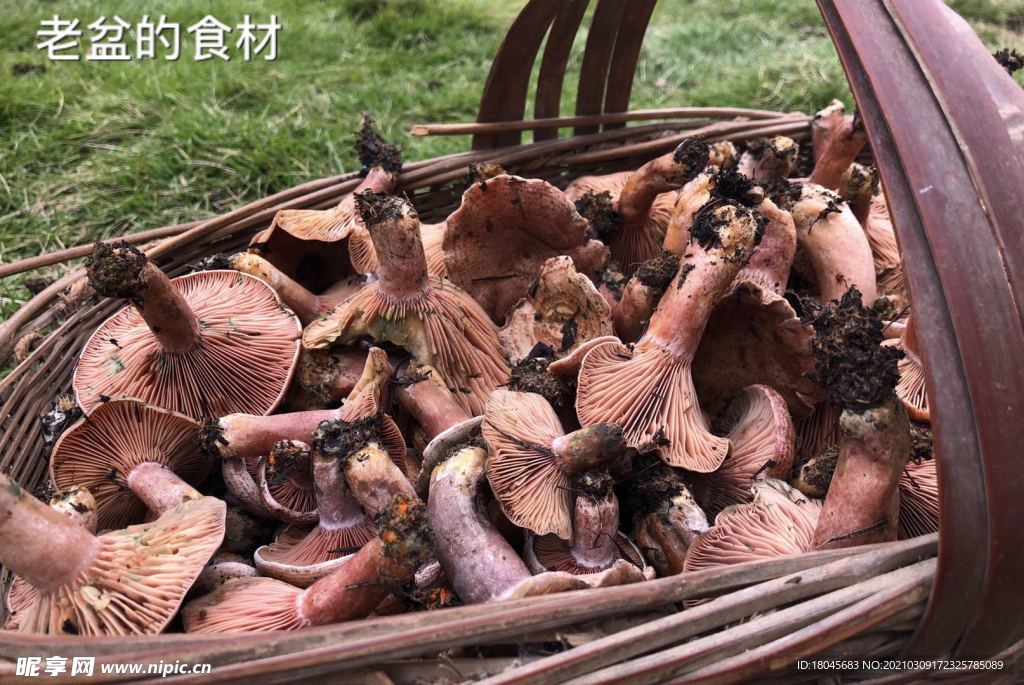 蘑菇