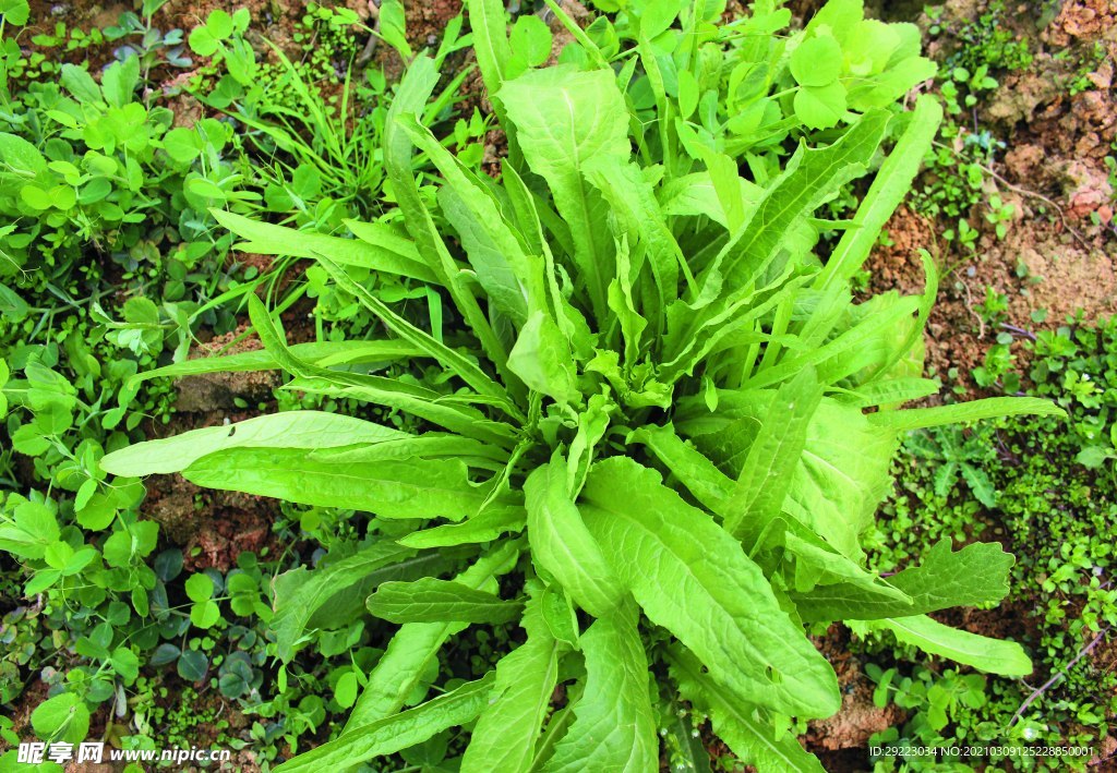 蔬菜   沖菜