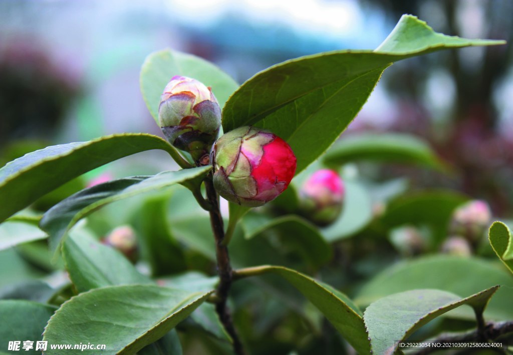 花苞    茶花