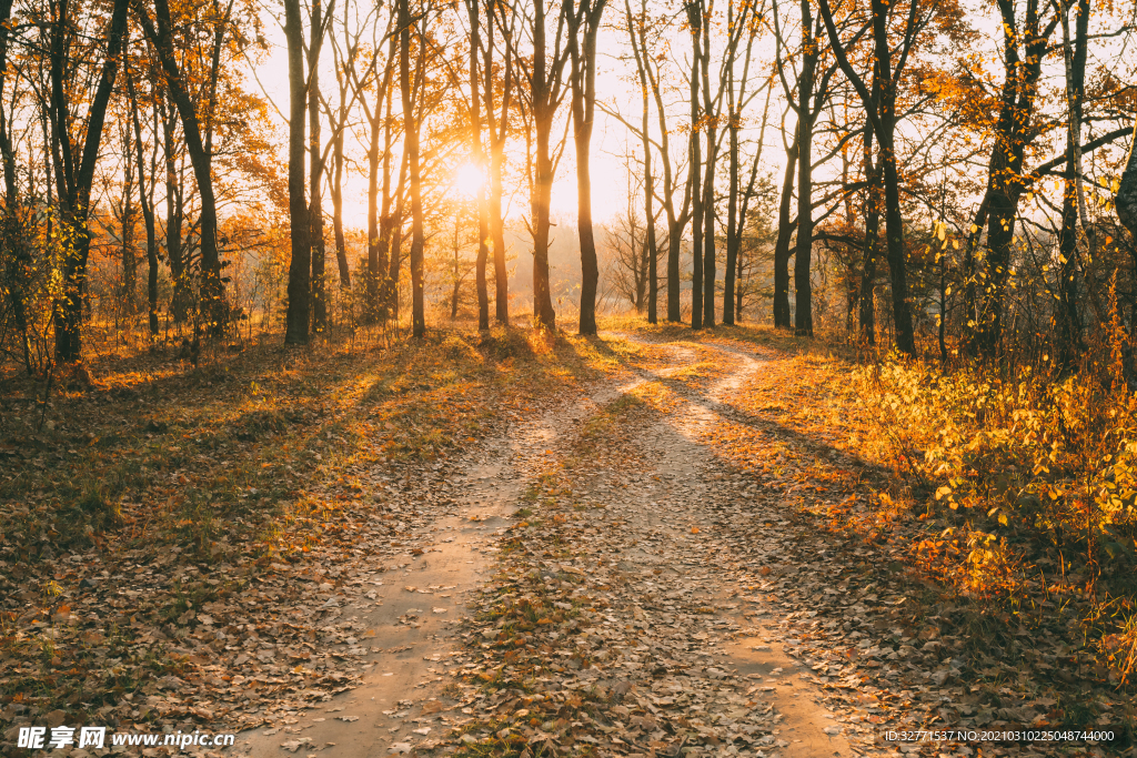 日落下的秋天森林道路